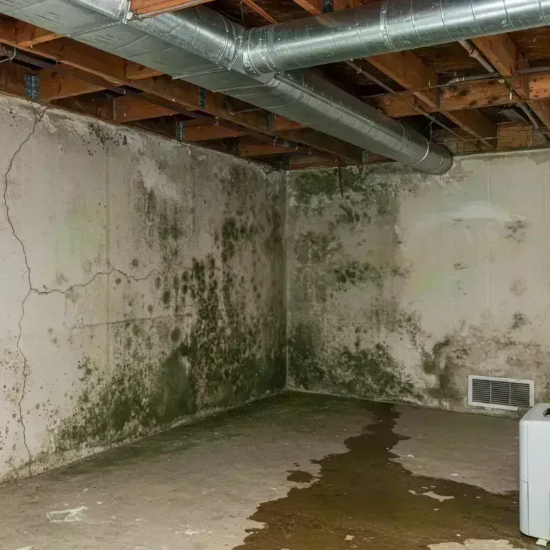 Professional Mold Removal in Macoupin County, IL